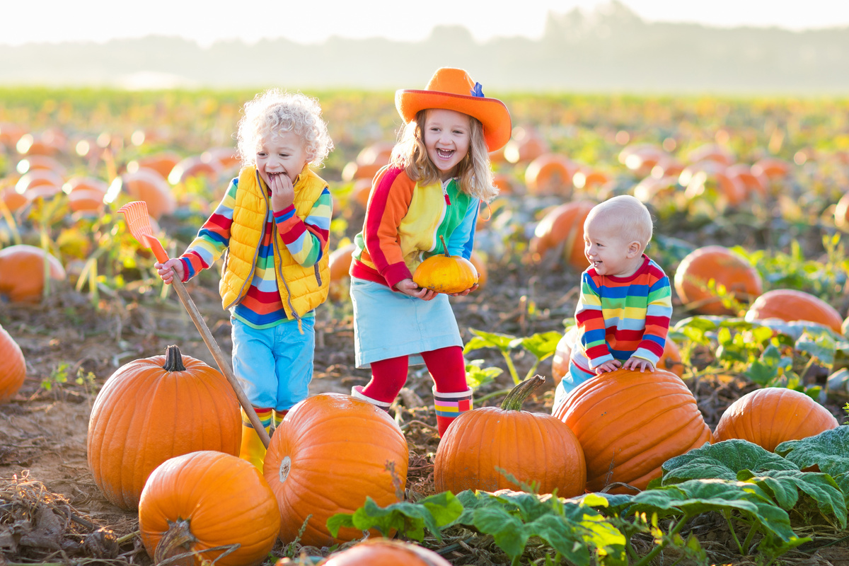 Happy kids picking pumpkins on Halloween pumpkin patch